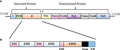 Serological cross-reactivity among common flaviviruses